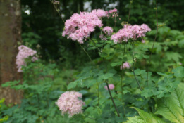 Thalictrum aquilegifoliumAkeleiruit bestellen
